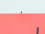 crow on billboard: an omen?